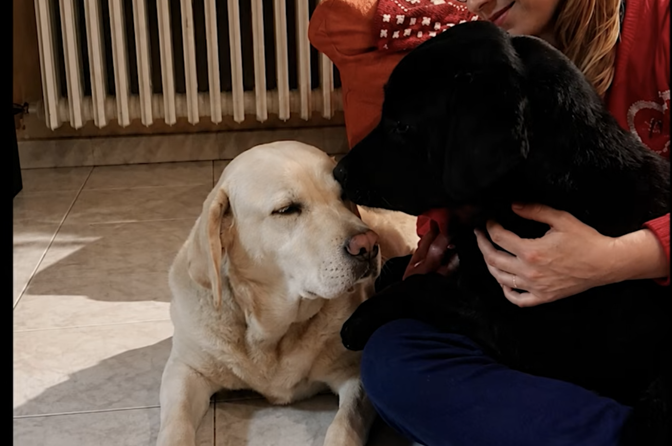 La storia di Vittorino Biglia, presidente dell’UICI di Torino, raccontata nel documentario Simbiosi. Vite condivise tra cani e umani: dopo aver perso la vista, Vittorino ha trovato in Penelope, il suo cane guida, un compagno inseparabile. Quando anche Penelope è diventata cieca, Spritz è entrato nella loro vita, creando un legame straordinario e trasformando la quotidianità dei tre in una storia di fiducia, cura e reciproca solidarietà.
