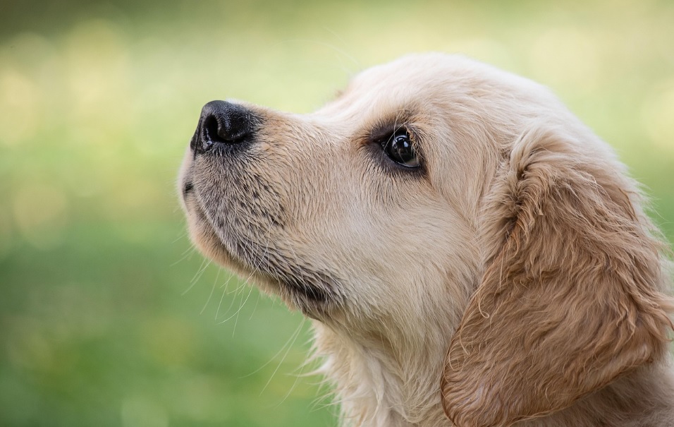 In foto un labrador miele