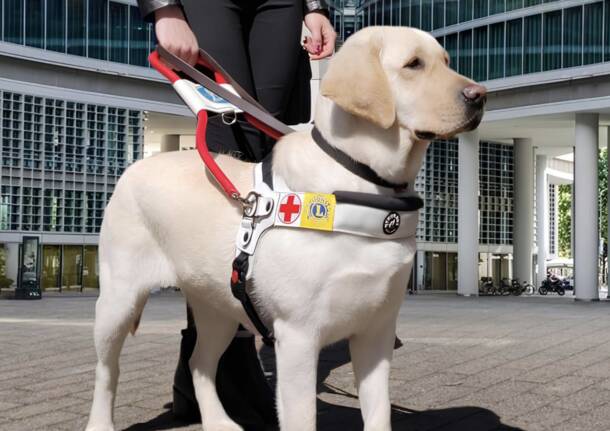L'UICI Lombardia sollecita i gestori degli aeroporti regionali a realizzare aree attrezzate dedicate ai cani guida e agli animali d'affezione. Il presidente Silvano Stefanoni sottolinea come le soluzioni provvisorie, come i tappetini assorbenti nelle Sale Amiche, non sostituiscano spazi dignitosi e igienici, chiedendo alla Regione di passare dalle promesse ai fatti per garantire reale accessibilità e civiltà nel trasporto aereo.